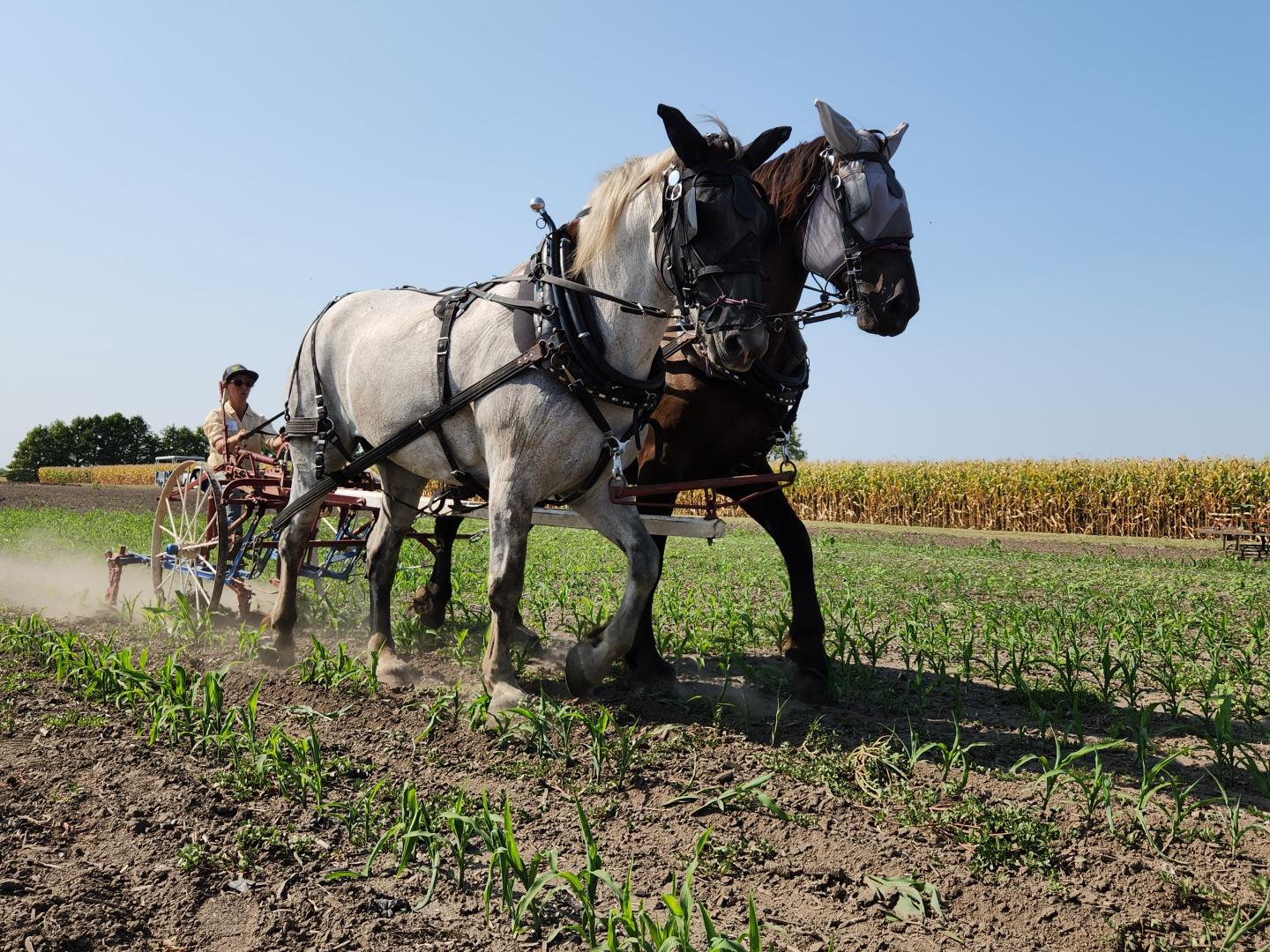 2 horses pulling a plow in the field