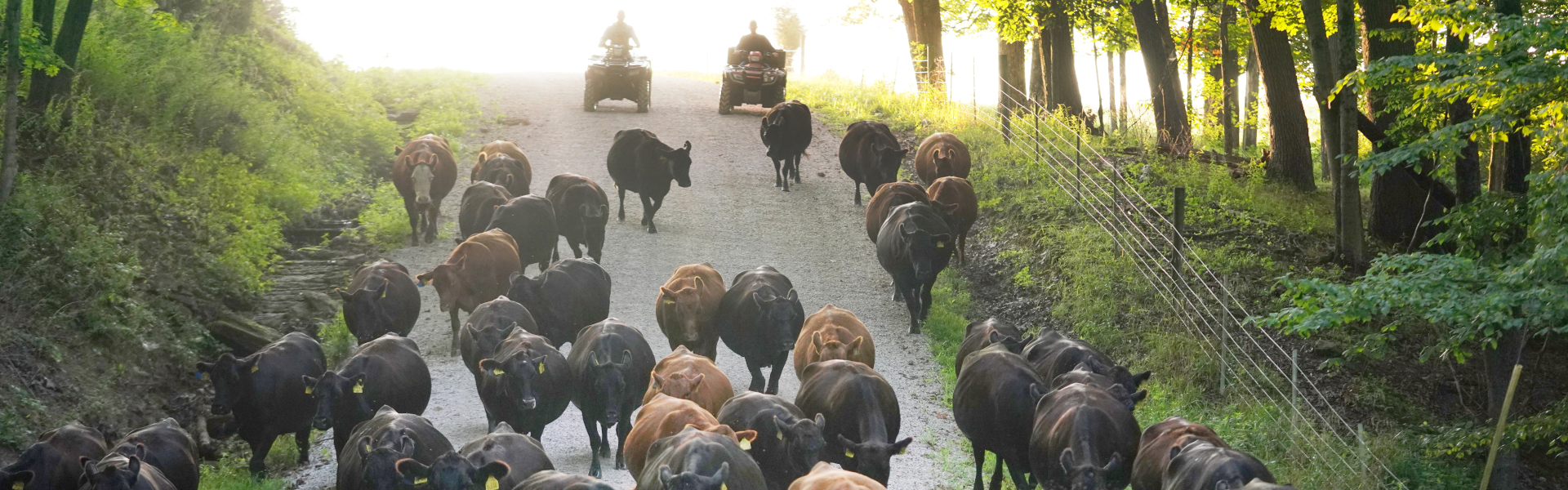 cattle herded by ATV