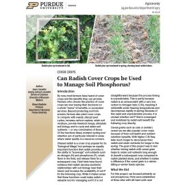 Can Radish Cover Crops be Used to Manage Soil Phosphorus?