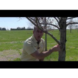 Tree Pruning Essentials