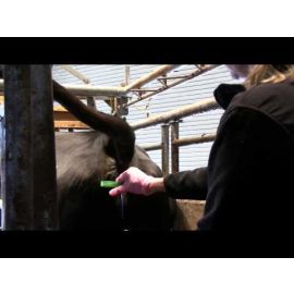 Using CIDRs in Reproductive Management of Beef Cows