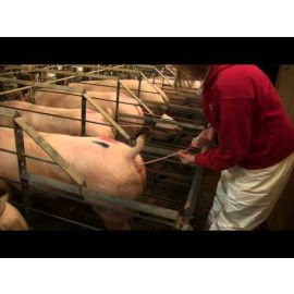 Post-Cervical Artificial Insemination in Sows