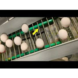 Egg Sanitation: Egg Removal Systems