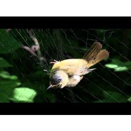 FNR-517-WV Small Image