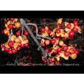FNR-522-WV Small Image