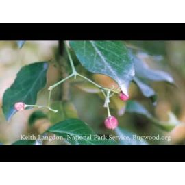 FNR-524-WV Small Image