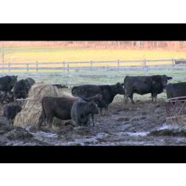 Improving Water Quality At Your Livestock Operation