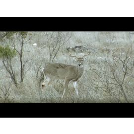 FNR-555-WV Small Image