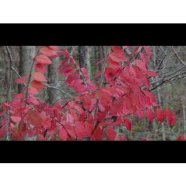 Burning Bush Video