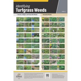 Turfgrass Poster Image