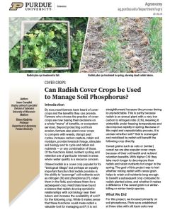 Can Radish Cover Crops be Used to Manage Soil Phosphorus?