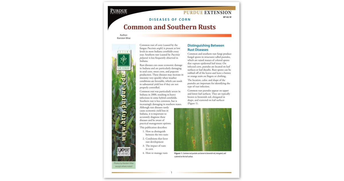 Diseases of Corn: Common and Southern Rust