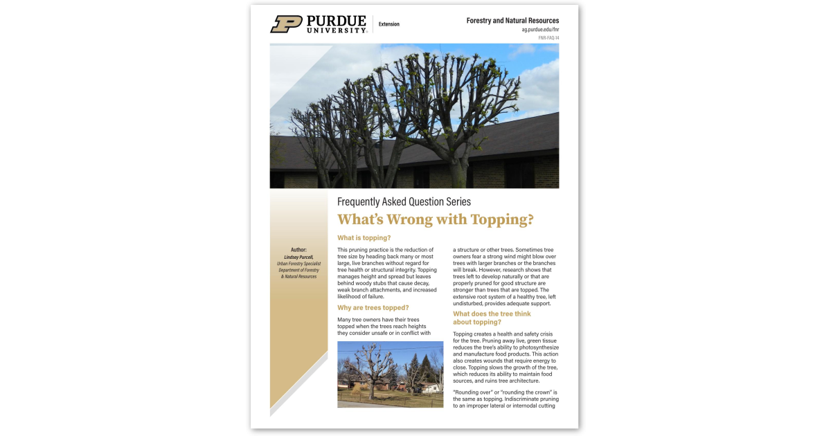 Top Tree Issue What's Wrong with Topping Trees?