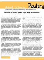 Choosing a Chicken Breed: Eggs, Meat, or Exhibition