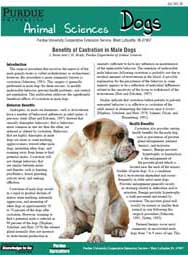 Benefits of Castration in Male Dogs