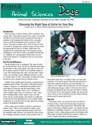Choosing the Right Type of Collar for Your Dog
