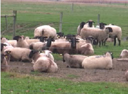 Using CIDRs in the Sheep Flock