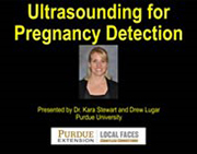 Ultrasounding for Pregnancy