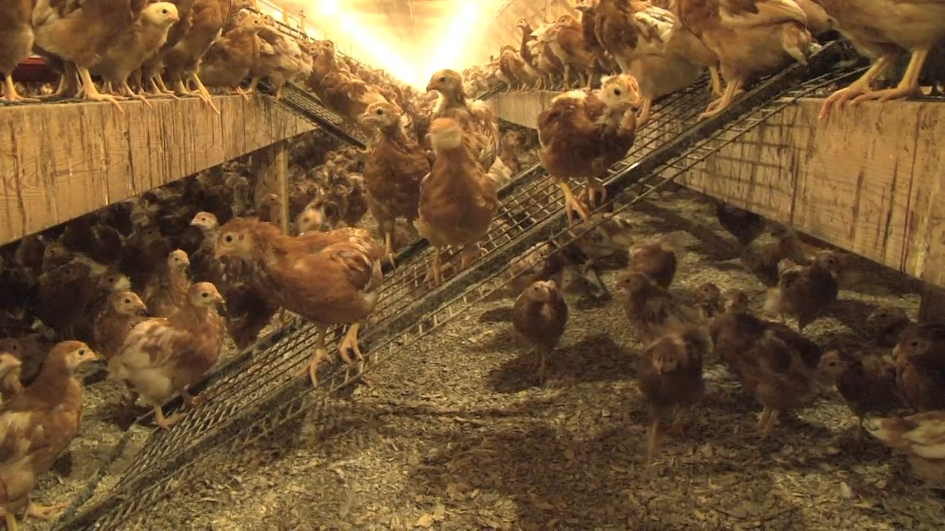 Cage-free Egg Production