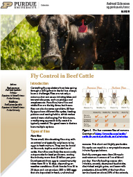 Fly Control in Beef Cattle