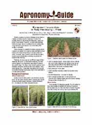Management Considerations for Relay Intercropping: I. Wheat