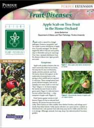 Fruit Diseases: Apple Scab on Tree Fruit in the Home Orchard
