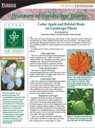 Diseases of Landscape Plants: Cedar Apple and Related Rusts on Landscape Plants