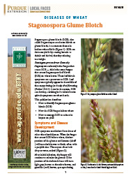 Diseases of Wheat: Stagonospora Glume Blotch