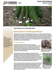 Root Rot in Landscape Plants