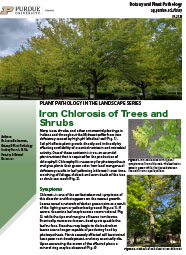 Iron Chlorosis of Trees and Shrubs