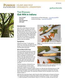 Tree Diseases: Oak Wilt in Indiana