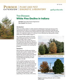 Tree Diseases: White Pine Decline in Indiana