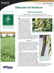Diseases of Soybean: Brown Stem Rot