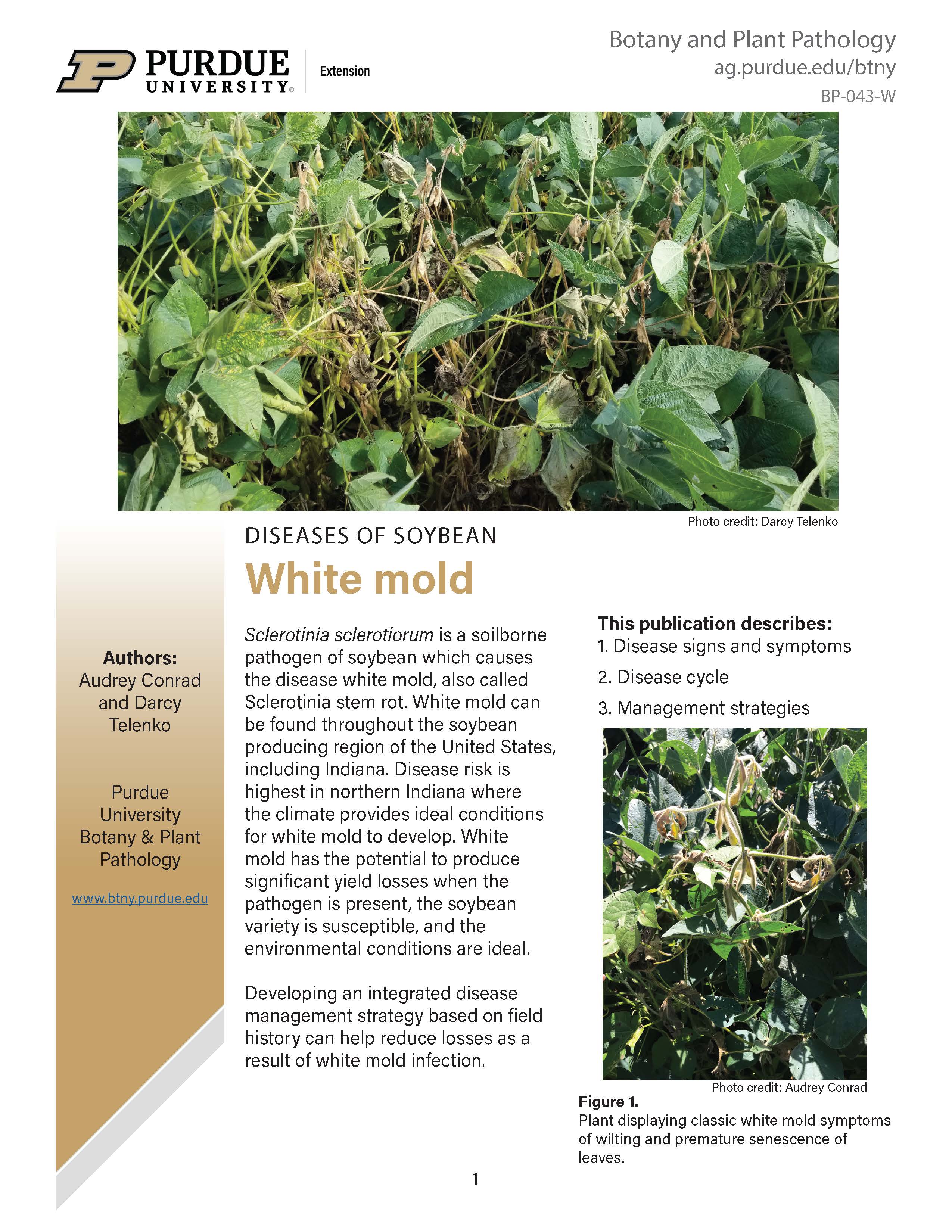 Diseases of Soybean: White Mold