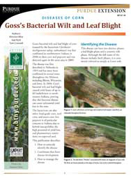 Diseases of Corn: Goss's Bacterial Wilt and Leaf Blight