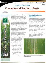 Diseases of Corn: Common and Southern Rust