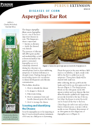 Diseases of Corn: Aspergillus Ear Rot