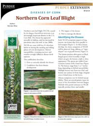 Diseases of Corn: Northern Corn Leaf Blight