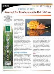 Diseases of Corn: Arrested Ear Development in Hybrid Corn