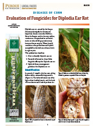 Diseases of Corn: Evaluation of Fungicides for Diplodia Ear Rot
