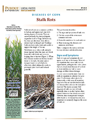 Diseases of Corn: Stalk Rots