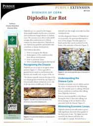 Diseases of Corn: Diplodia Ear Rot