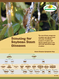 Scouting for Soybean Stem Diseases