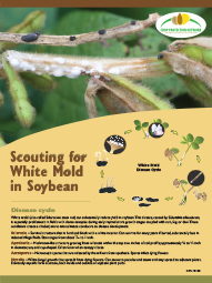 Scouting for White Mold in Soybean