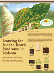 Scouting for Sudden Death Syndrome in Soybean