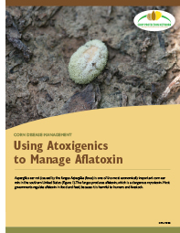 Corn Disease Management: Using Atoxigenics to Manage Aflatoxin