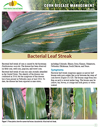 Corn Disease Management: Bacterial Leaf Streak