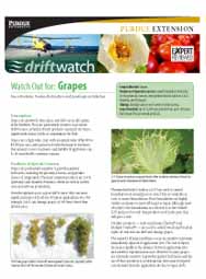 Driftwatch: Watch Out for Grapes