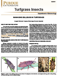 Turfgrass Insects: Managing Billbugs in Turfgrass