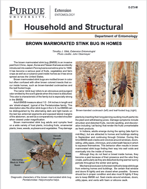 Brown Marmorated Stink Bug In Homes